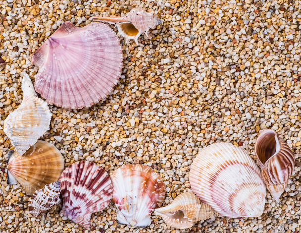 Sea shells on sand. Summer beach background. Top view - Φωτογραφία, εικόνα