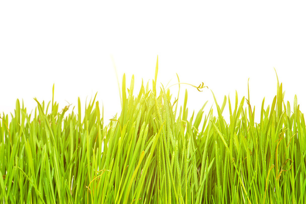 Beruška na čerstvé zelené listy izolované. Jarní pozadí - Fotografie, Obrázek