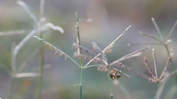медова бджола збирає нектар з квітки
 - Кадри, відео