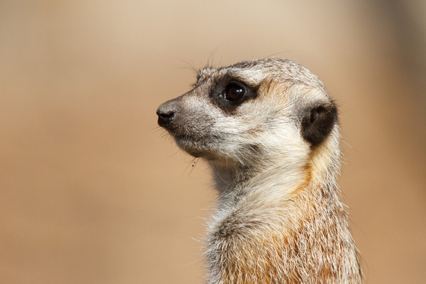 a meerkat looking - 写真・画像