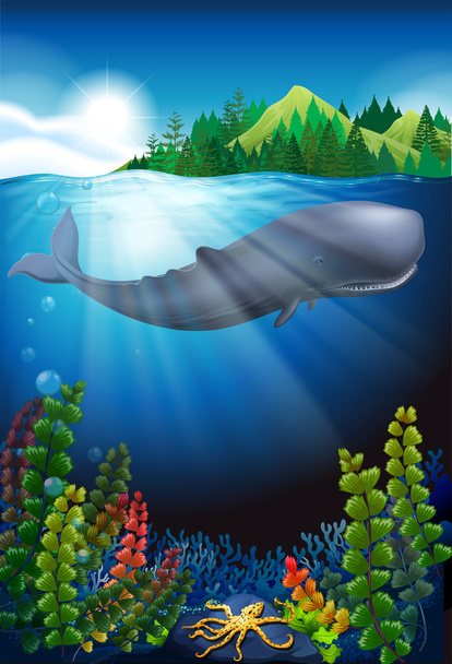 Balena che nuota sotto l'oceano
 - Vettoriali, immagini