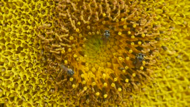 kis méhek gyűjtenek nektár napraforgó - Felvétel, videó