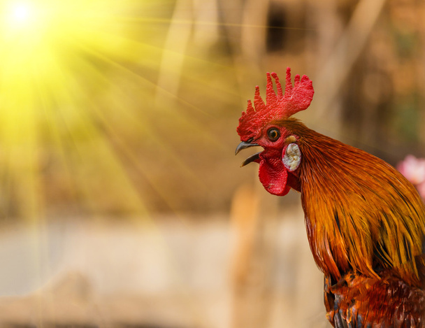 Rooster crowing in the morning sun - Photo, Image
