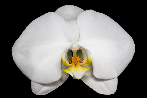 Orchidea na czarnym tle - Zdjęcie, obraz