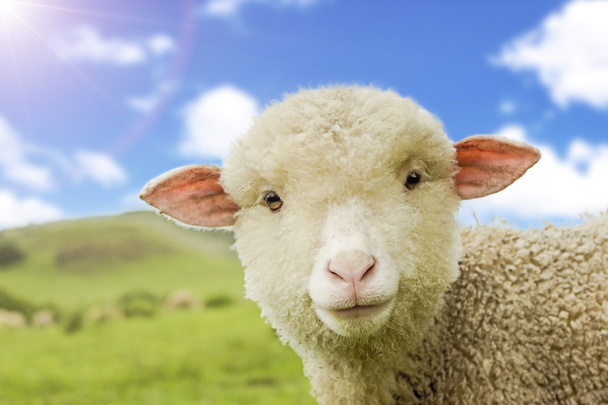 Лицо овцы крупным планом в солнечном зеленом поле
 - Фото, изображение