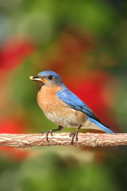 Ptaszek błękitny (sialia sialis)) - Zdjęcie, obraz