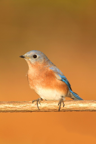Bluebird oriental masculino
 - Foto, Imagen