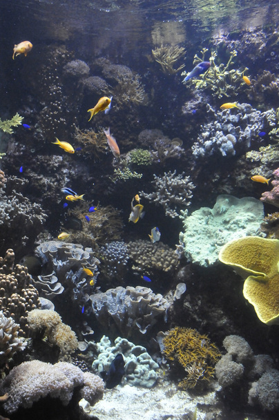 tropische Fische im Aquarium - Foto, Bild