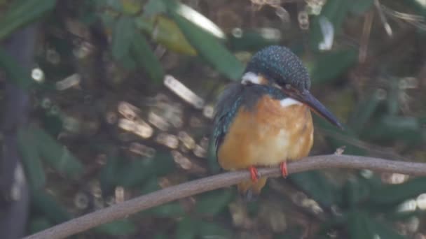 Alcedo( halcyon, kingfisher) on a branch - Footage, Video