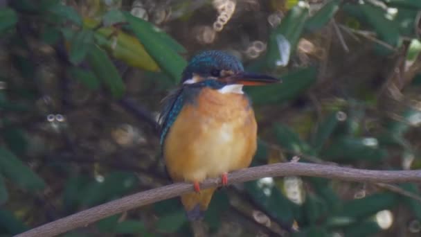 Alcedo atthis( halcyon, kingfisher) on a branch - Footage, Video