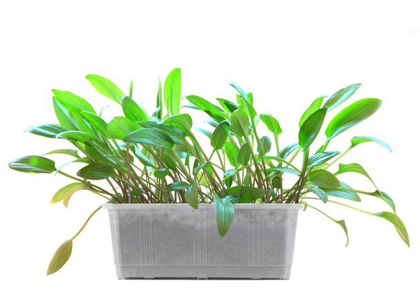 домашнее растение в пластиковом горшке изолировано на белом
 - Фото, изображение