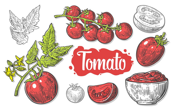 白い背景に隔離された手描きのトマトのセット。トマト、半分とスライス分離彫刻ベクトルイラスト. - ベクター画像