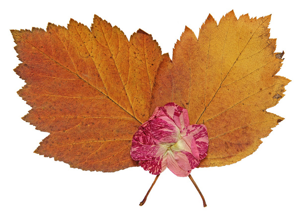 getrocknete Herbstblätter von Pflanzen, Blumen und Zweigen, vereinzelter Saum - Foto, Bild
