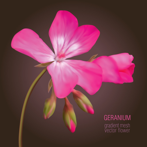 Pink geranium flower on a brown background, vector illustration - Vetor, Imagem