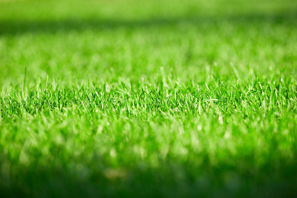 Świeża zielona trawa - Zdjęcie, obraz