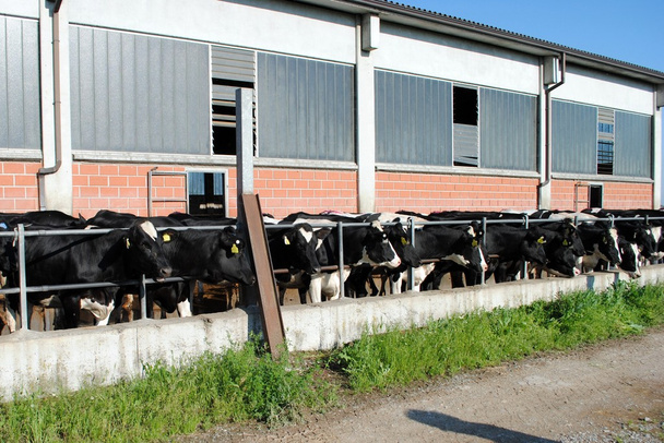 Black and white cows close to a cowshed - Fotoğraf, Görsel