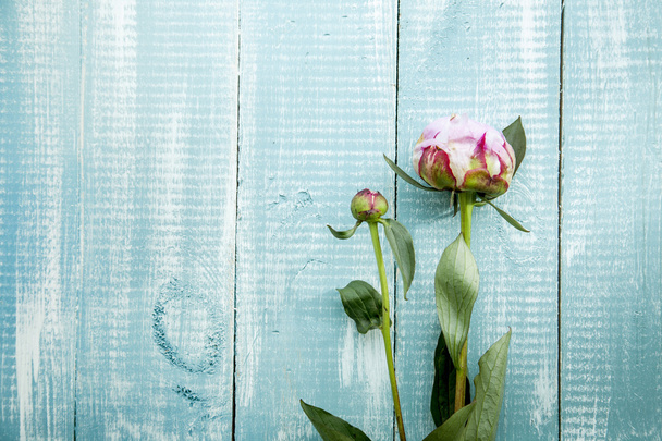 Kwiaty różowe piwonie na vintage malowane niebieski drewniany stół. - Zdjęcie, obraz