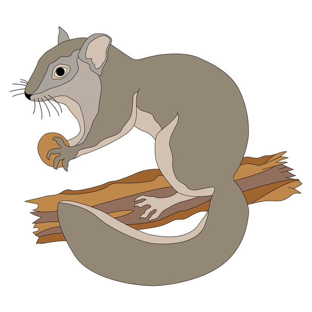 dormouse  on the branch - Vector, Image
