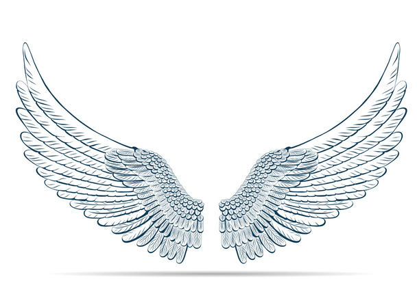 Esquisse illustration des ailes sur fond blanc
. - Photo, image
