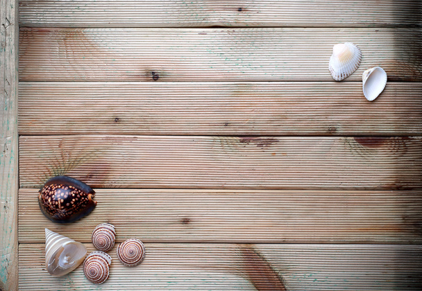 Seashells on wooden - Foto, imagen