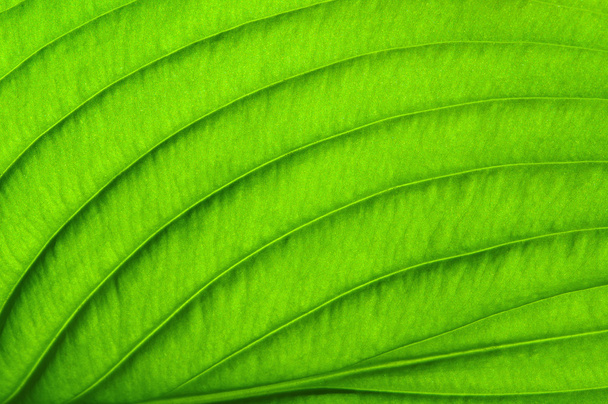  Texture fogliare verde
 - Foto, immagini