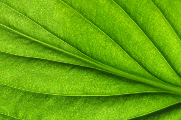  Зеленая текстура
 - Фото, изображение
