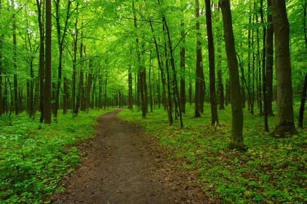 beautiful green forest - Zdjęcie, obraz