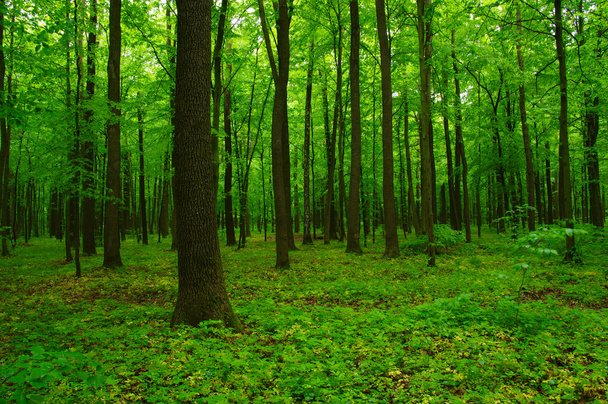 Piękny zielony las - Zdjęcie, obraz