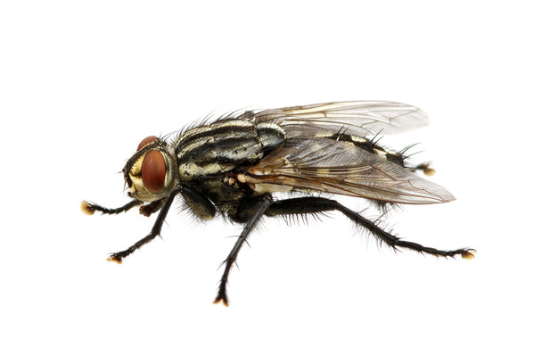 böcek üzerinde beyaz - Fotoğraf, Görsel