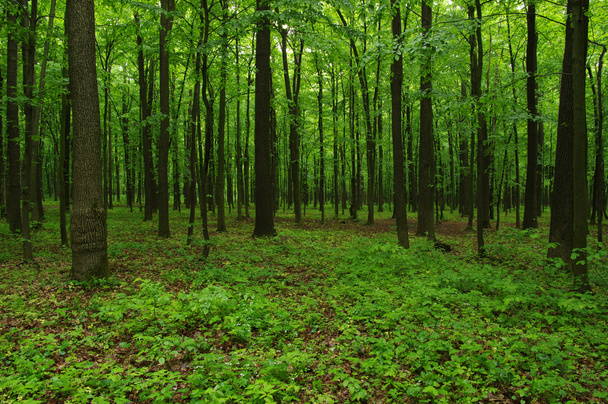 Bahar yeşili orman - Fotoğraf, Görsel
