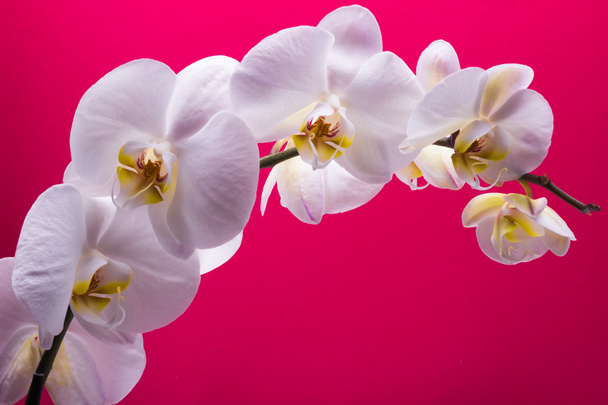 Valkoinen orkidea eristetty punaisella
 - Valokuva, kuva