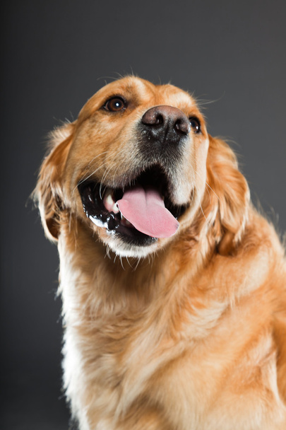 Golden retriever dog. - Φωτογραφία, εικόνα