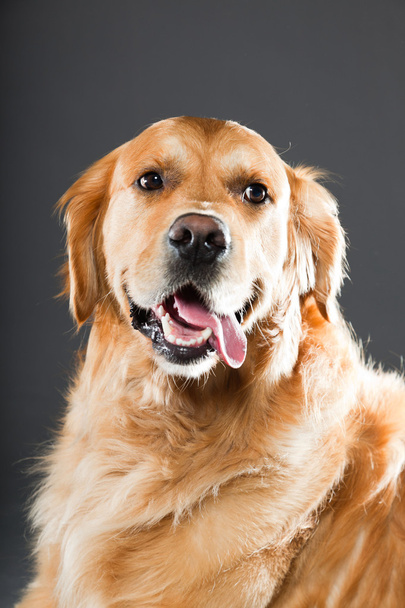 Golden retriever dog. - Photo, Image