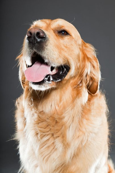 Golden retriever dog. - 写真・画像