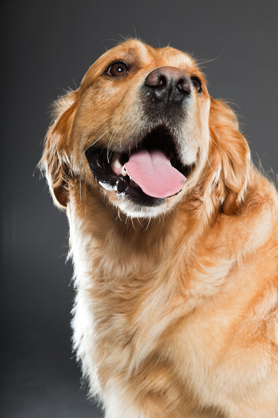 Golden retriever dog. - Foto, Imagem
