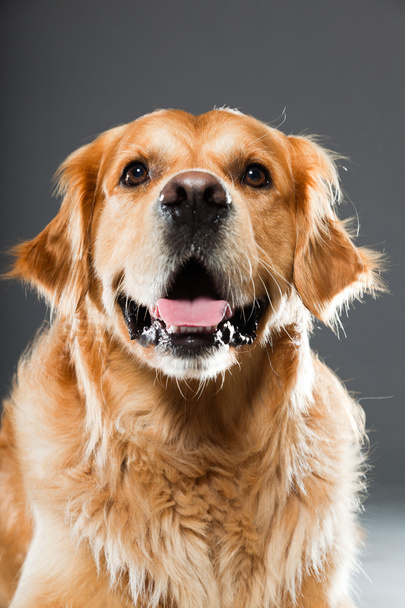 Golden retriever dog. - Φωτογραφία, εικόνα