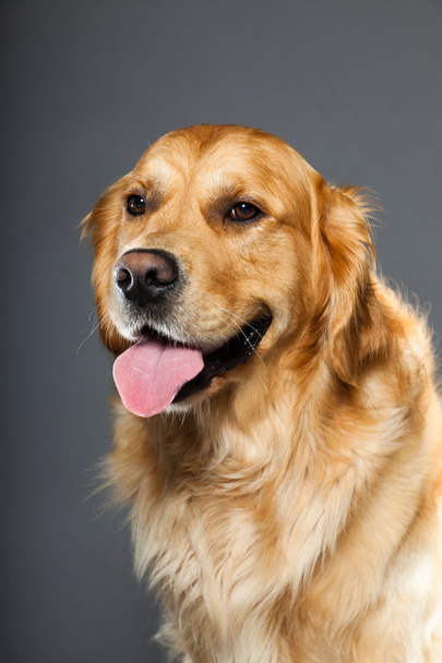 Golden retriever dog. - Fotoğraf, Görsel