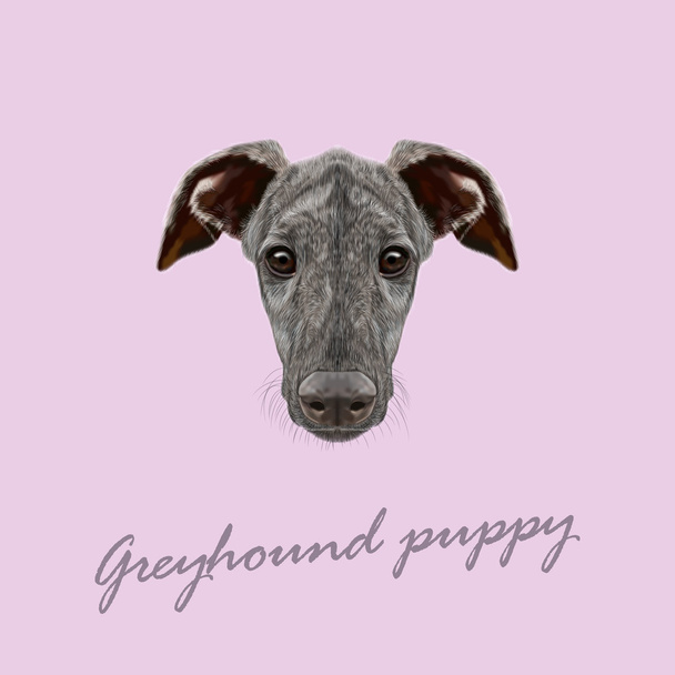 Vector Illustrated Portrait of Greyhound puppy. - Vector, Image