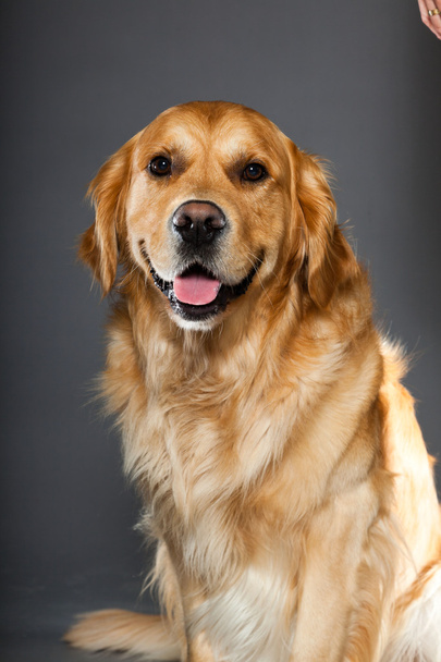 Golden retriever dog. - 写真・画像