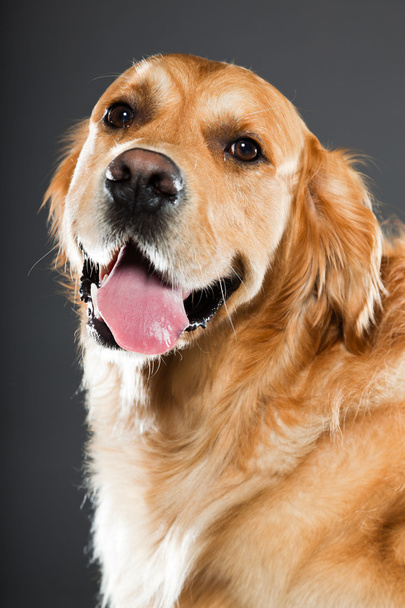 Golden retriever dog. - Фото, изображение