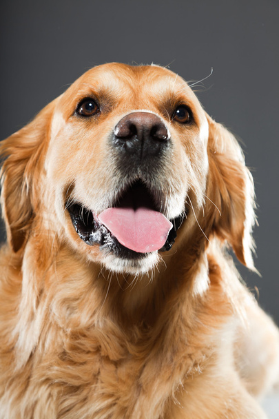 Golden retriever dog. - Fotoğraf, Görsel