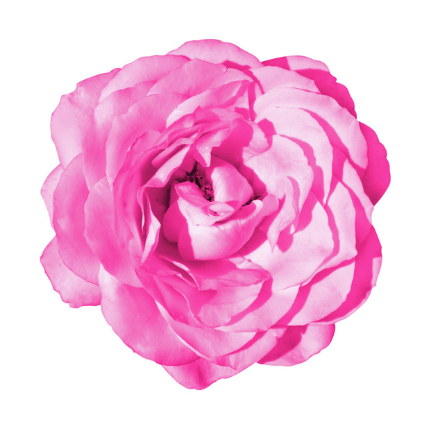 Rose tendre fleur de rose macro isolé sur blanc
 - Photo, image