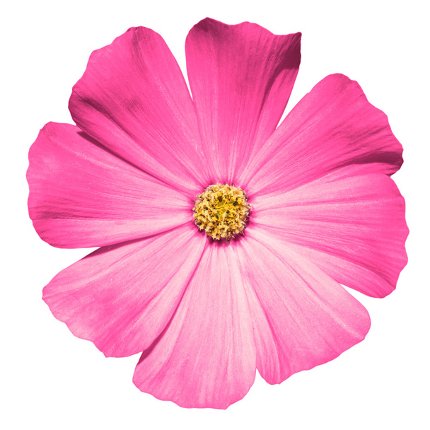 Pierwiosnek różowy kwiat makro na białym tle - Zdjęcie, obraz
