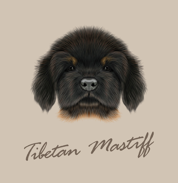 Vector Illustrated Portrait of Tibetan Mastiff puppy.  - Vector, Image