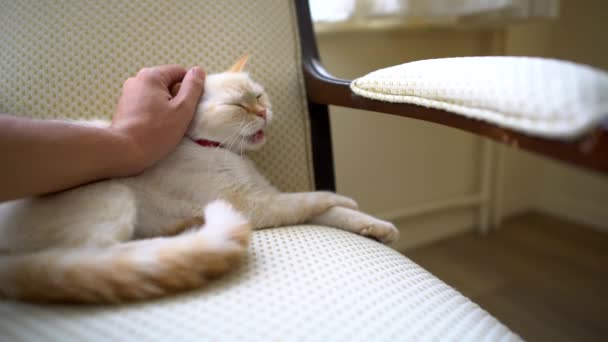 A female cat lies on the chair and somebody cares her - Filmmaterial, Video