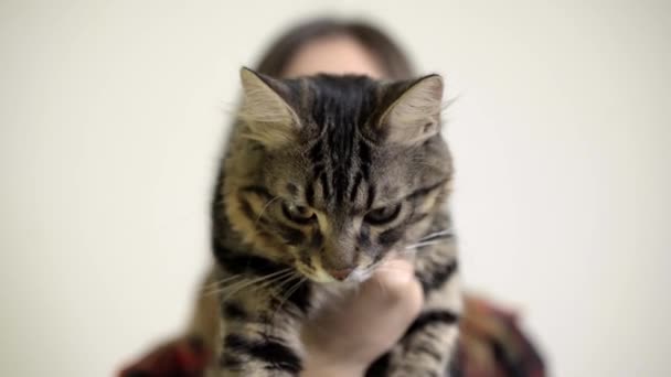 Nainen pitää kissanpentua käsissään ja pentu katsoo kameraan
 - Materiaali, video