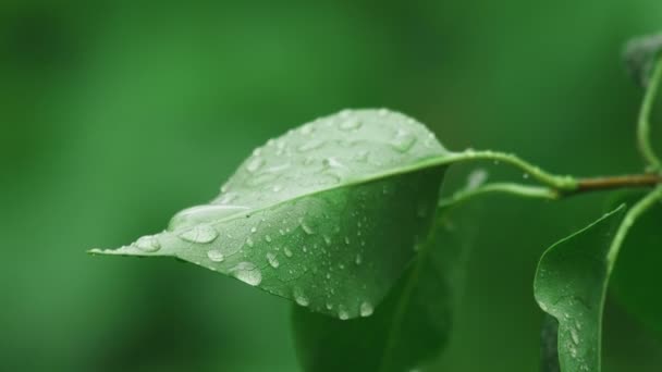Lilac leaves with raindrops - Кадри, відео