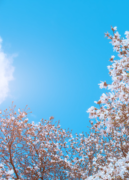 fehér magnólia virágok tavasszal - Fotó, kép
