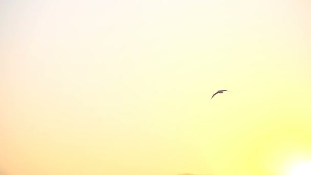 Seagull flying in the sunset sky - Footage, Video
