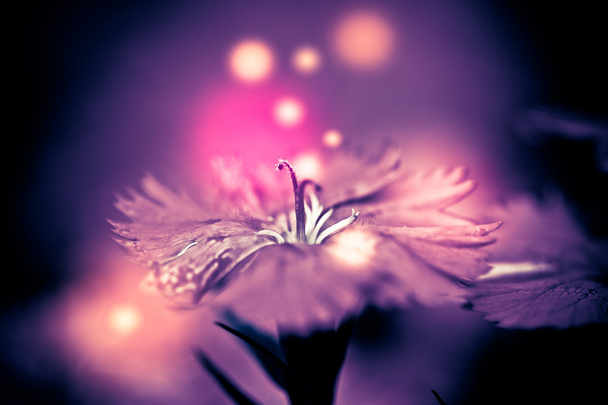 Abstraktní makro obrázek úžasné květinové - Fotografie, Obrázek
